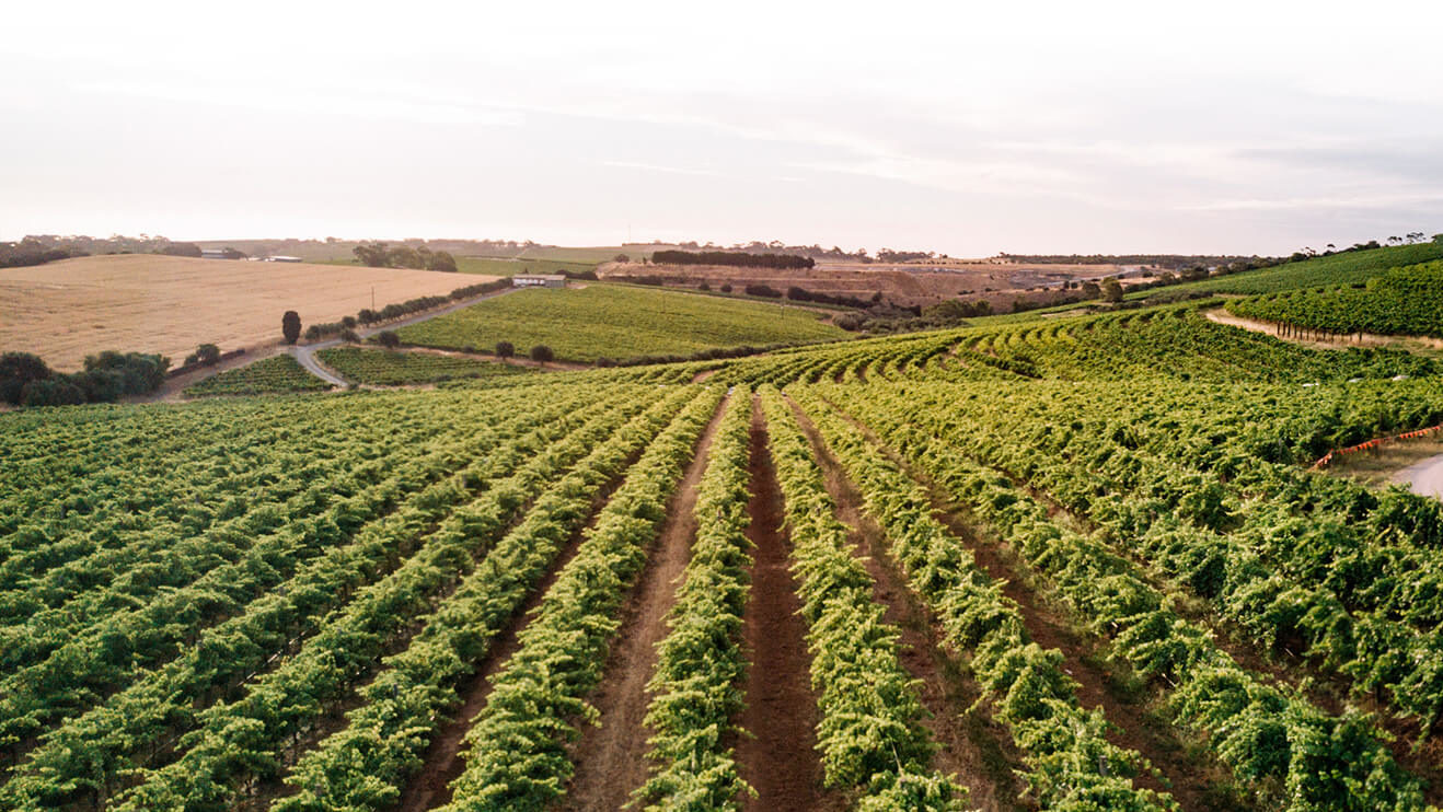 Adelaide Hills and Beyond: Wine, Landscape and the Art of Slowing Down in South Australia’s Great Wine Capital
