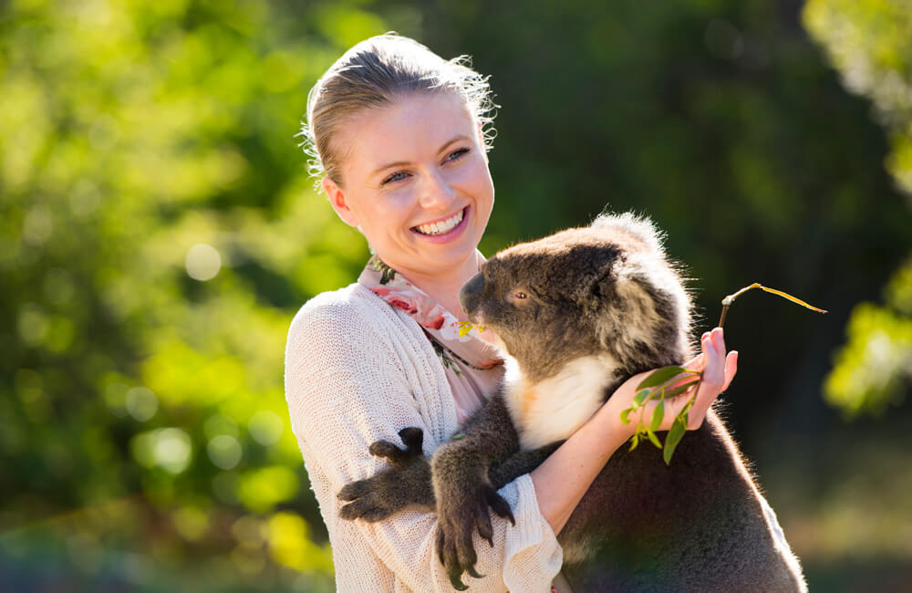 Cuddle a koala