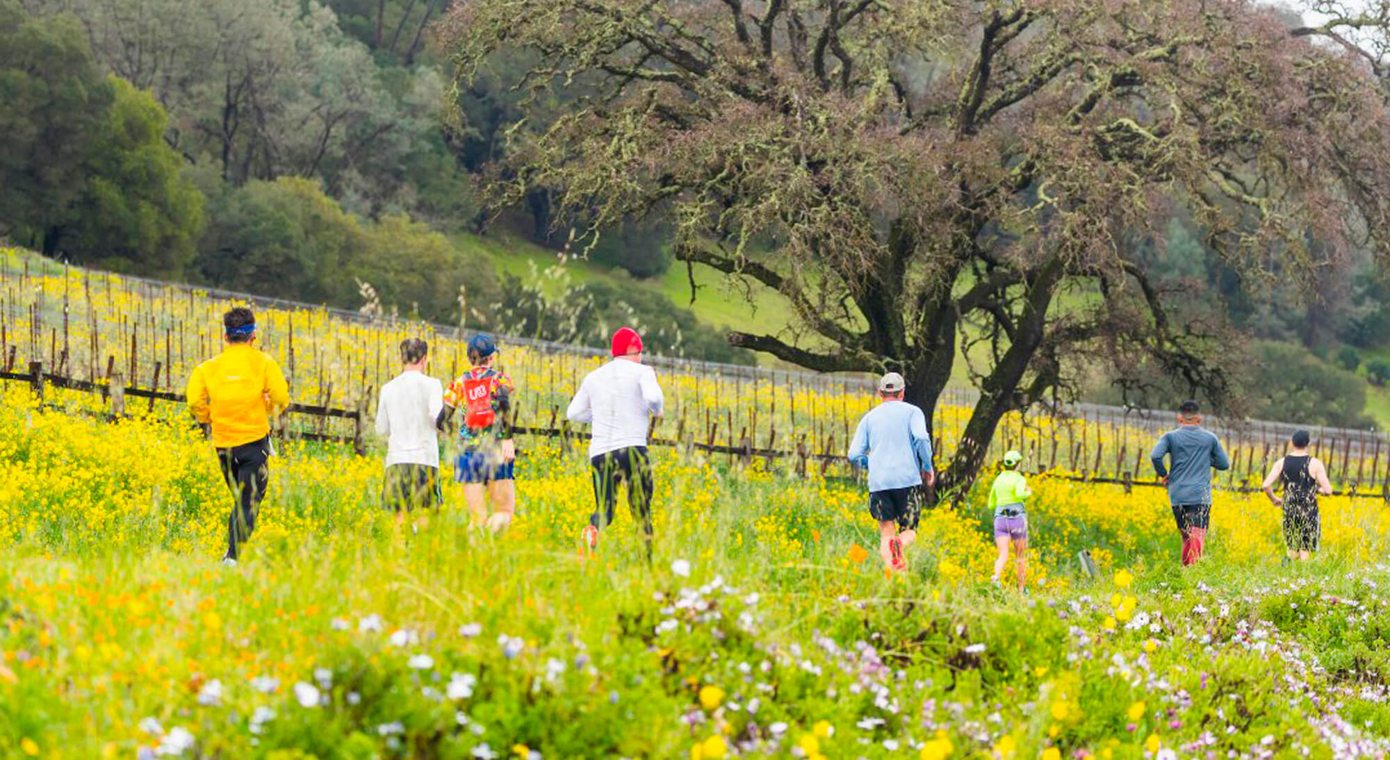 Kaiser Permanente Napa Valley Marathon and Half Marathon Great Wine