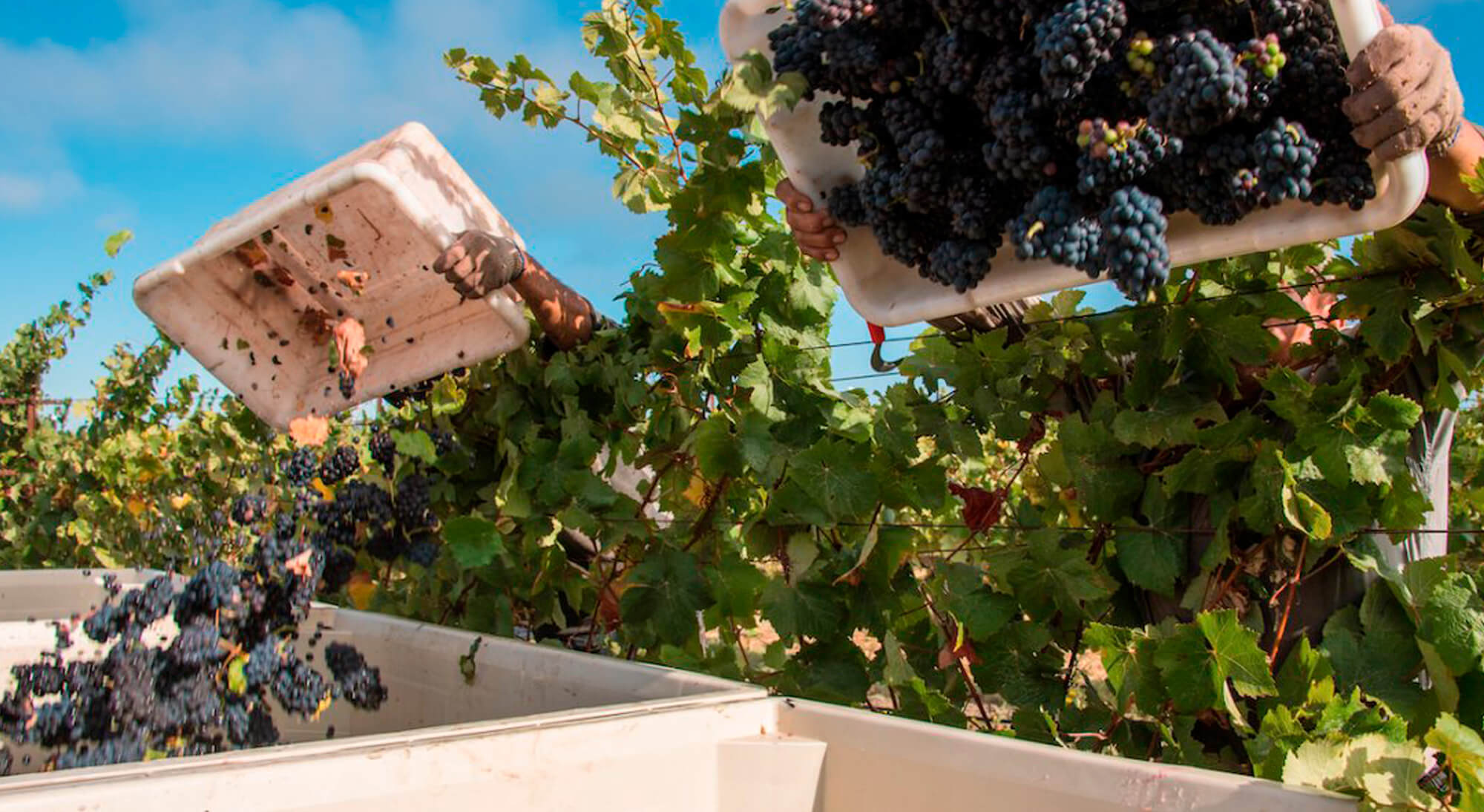 The stages of harvest in the Napa Valley Great Wine Capitals