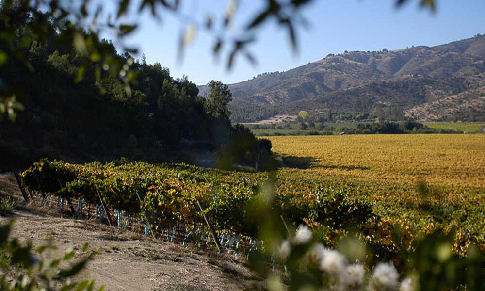 Two winemakers who highlight and enhance the production of cold climate wines in Casablanca