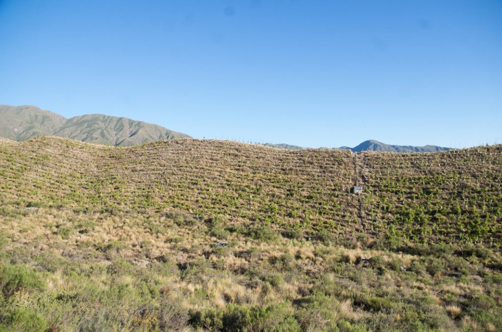 Viñedos Matervini en pendiente