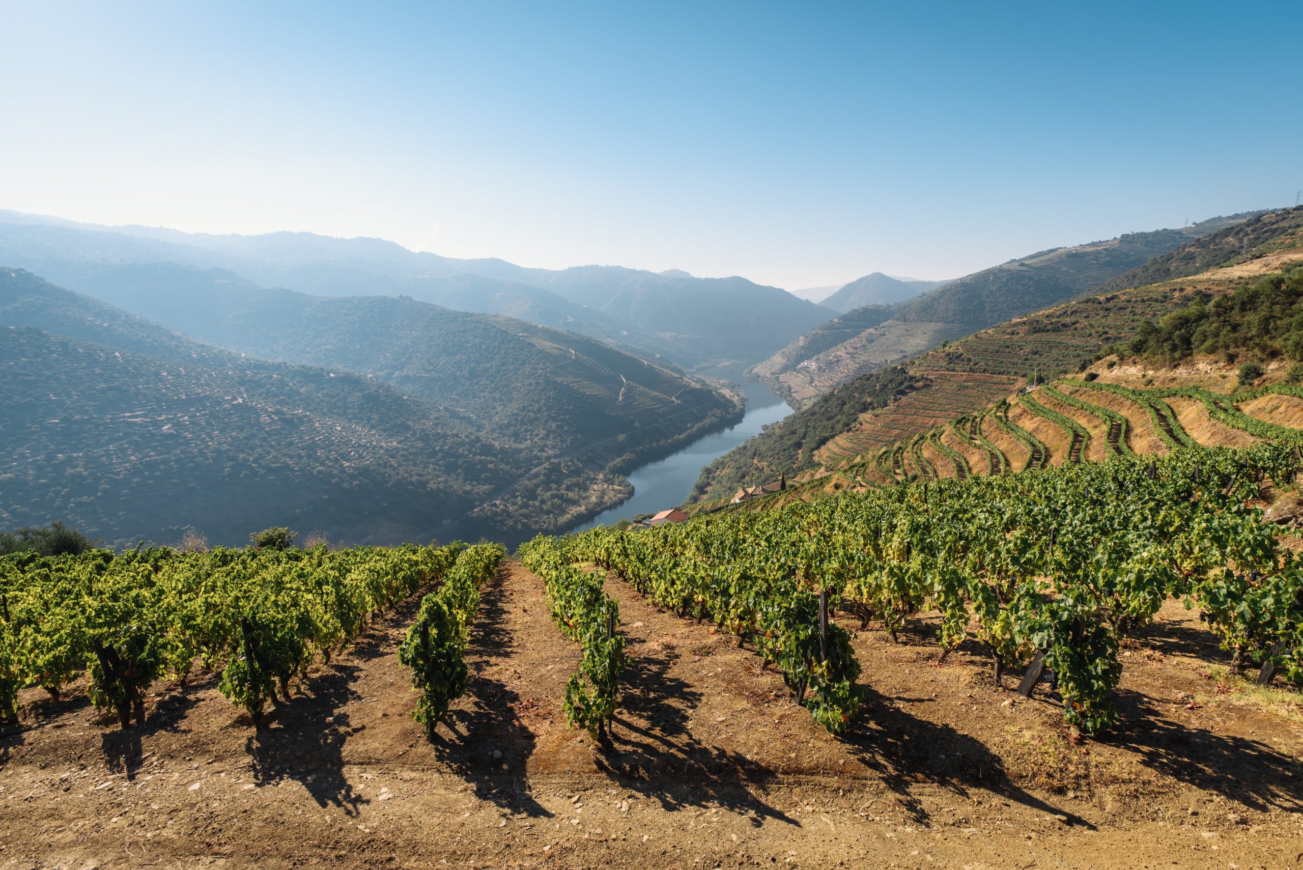 Global Survey on Sustainable Wine