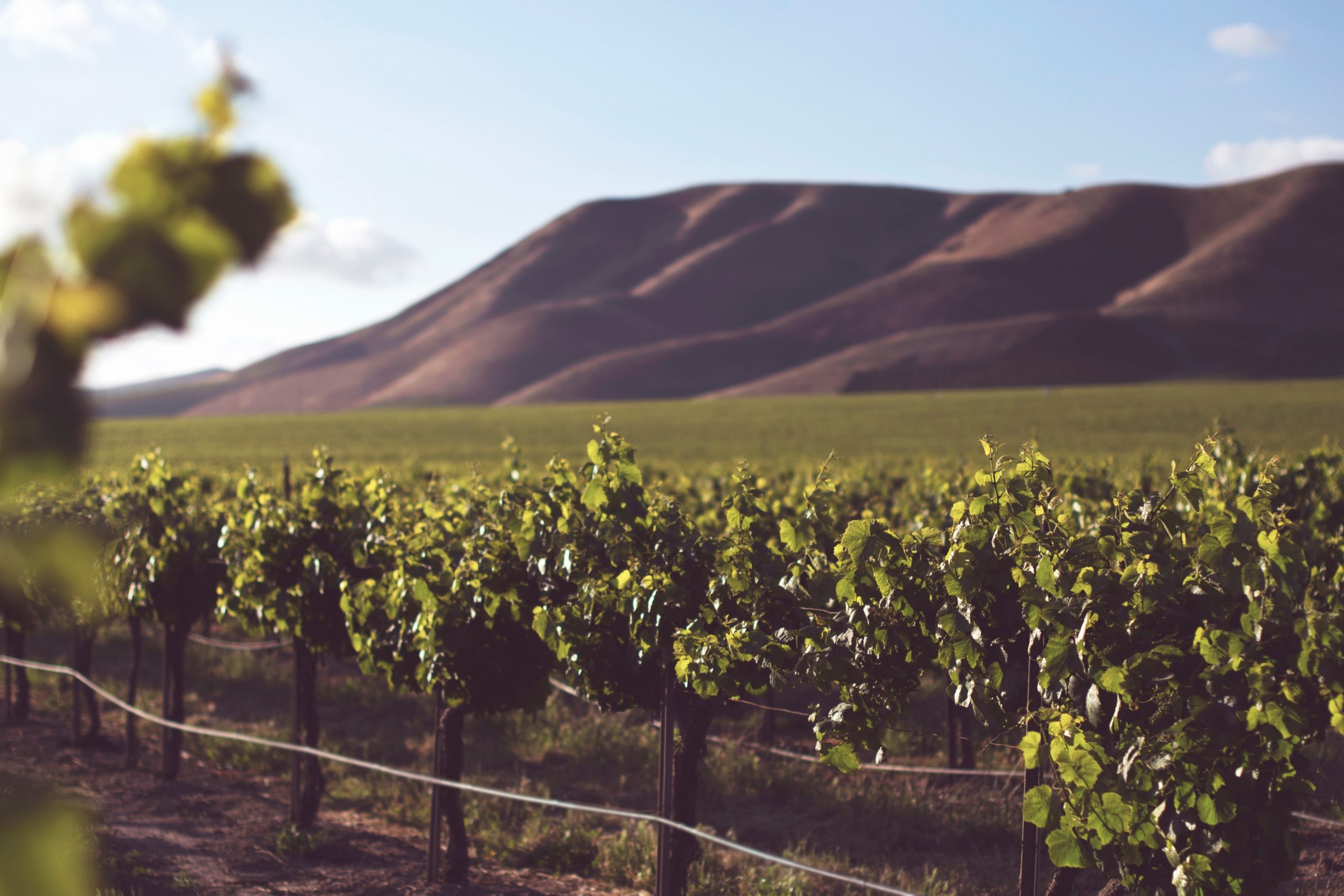 Sustainable Wine Tourism Survey