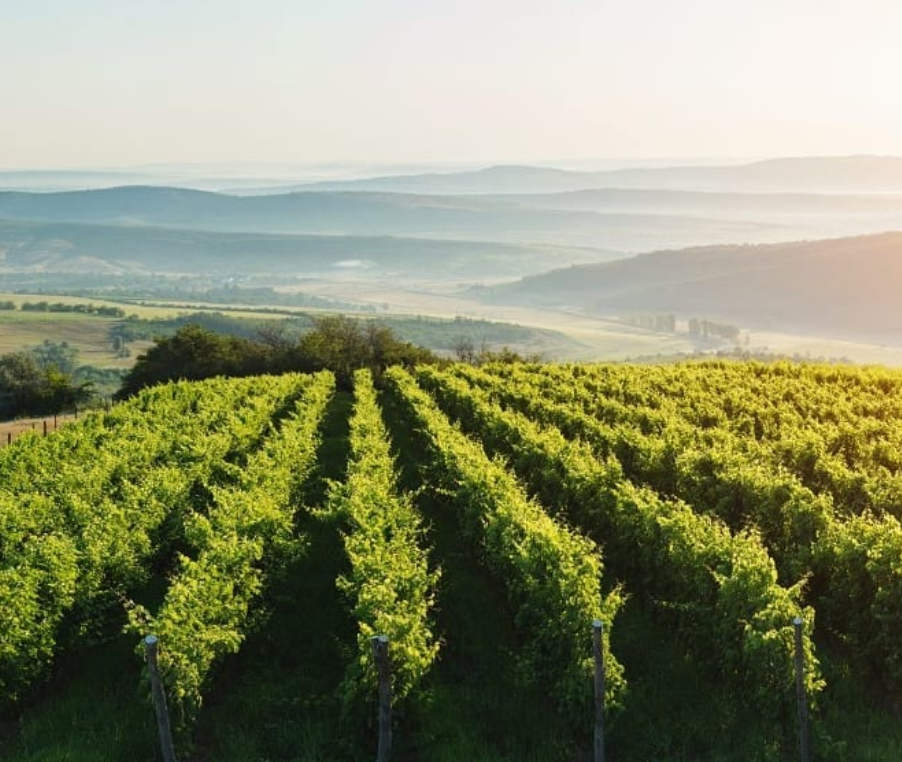 Great Wine Capitals Global Network announces new commitment to sustainability