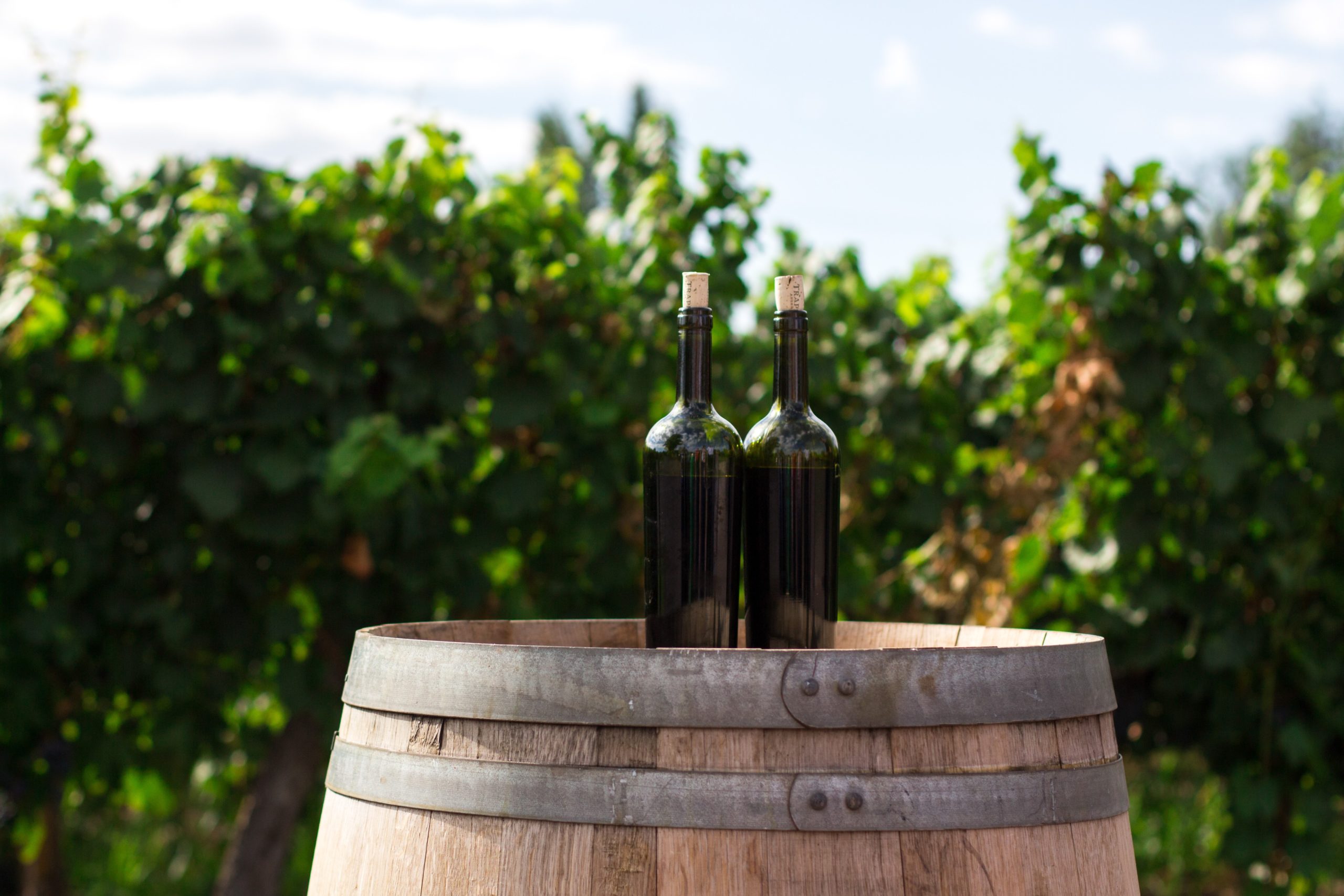 Our sustainable wine journey