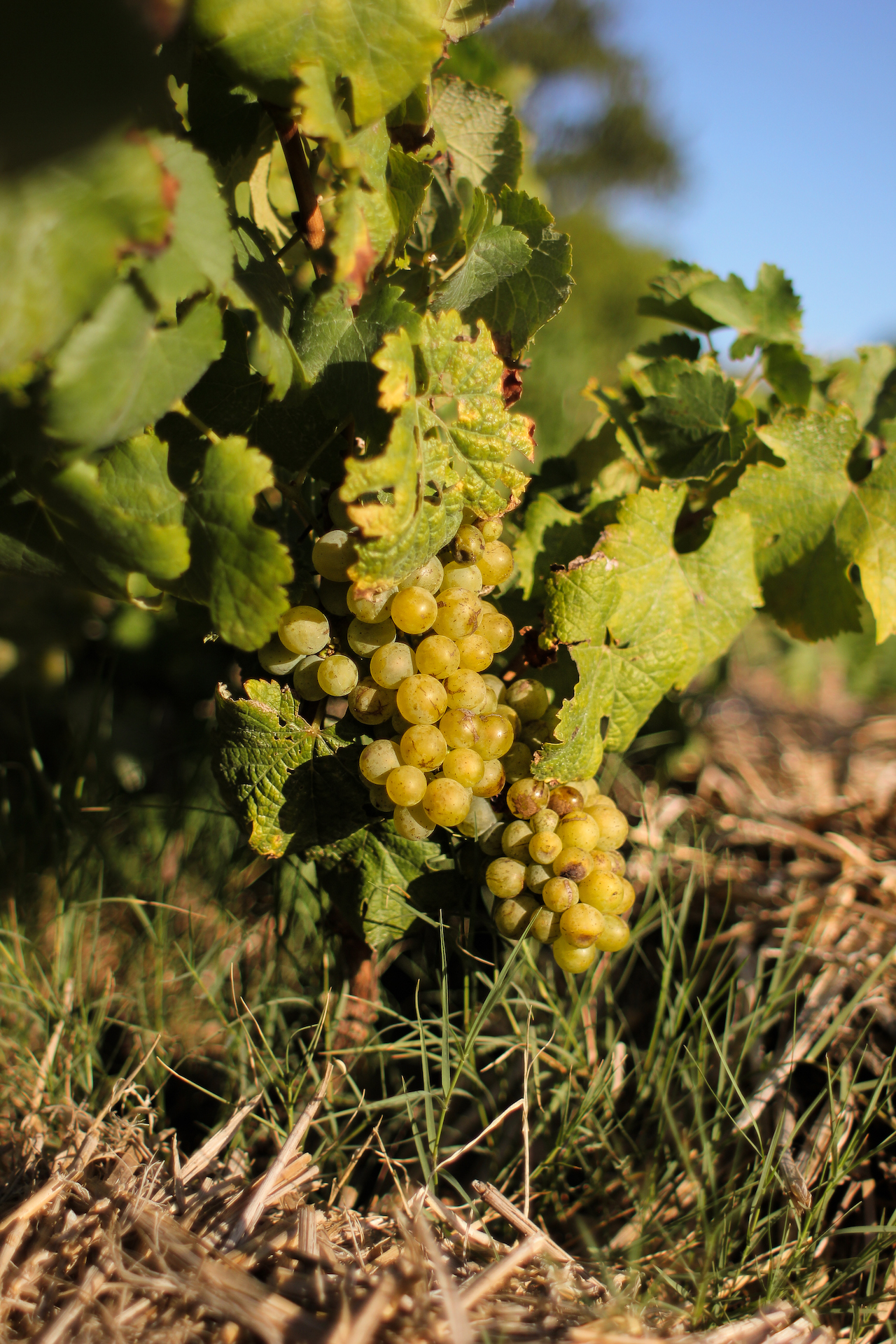 Stellenbosch to host the 2022 Chenin Blanc International Congress