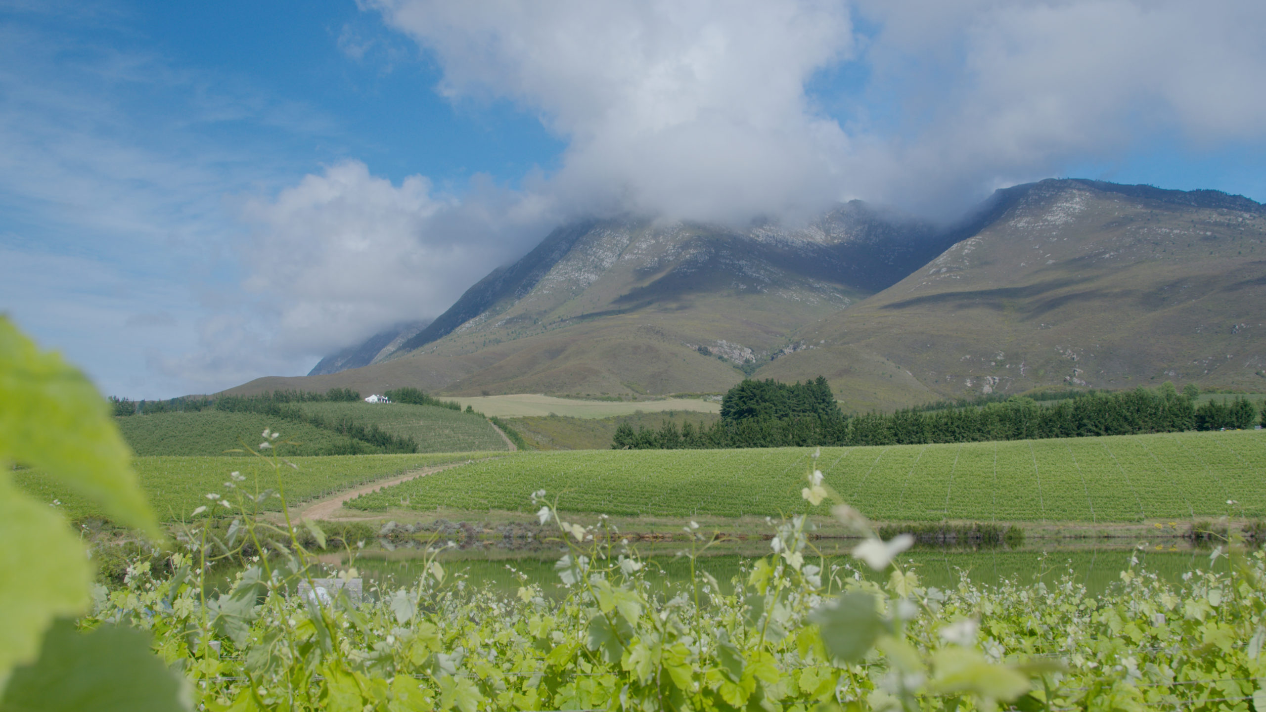 Creation wines
