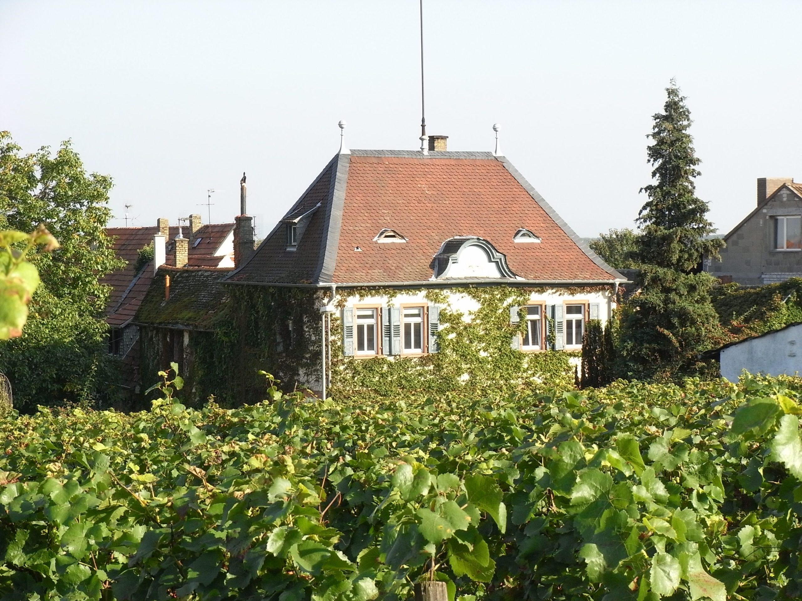 Weingutshaus Dr. Becker Ludwigshöhe