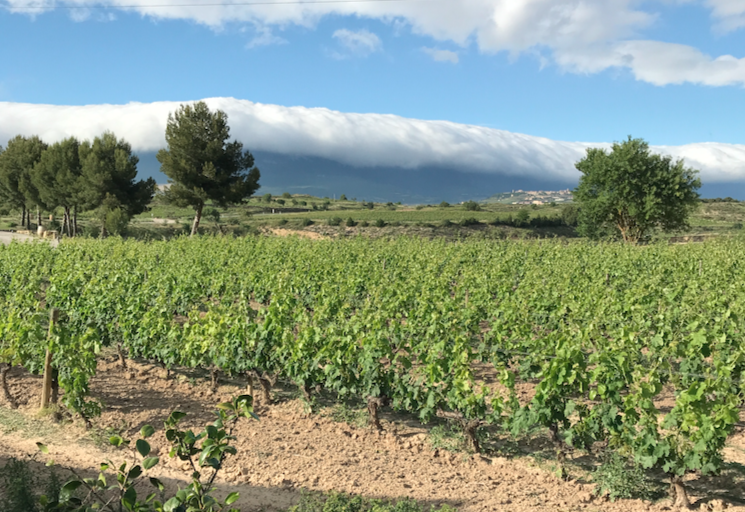 Green Vineyards