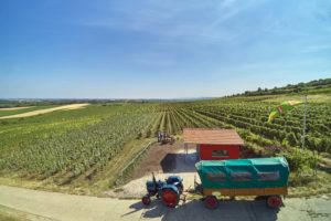 covered wagon rides through the vineyards