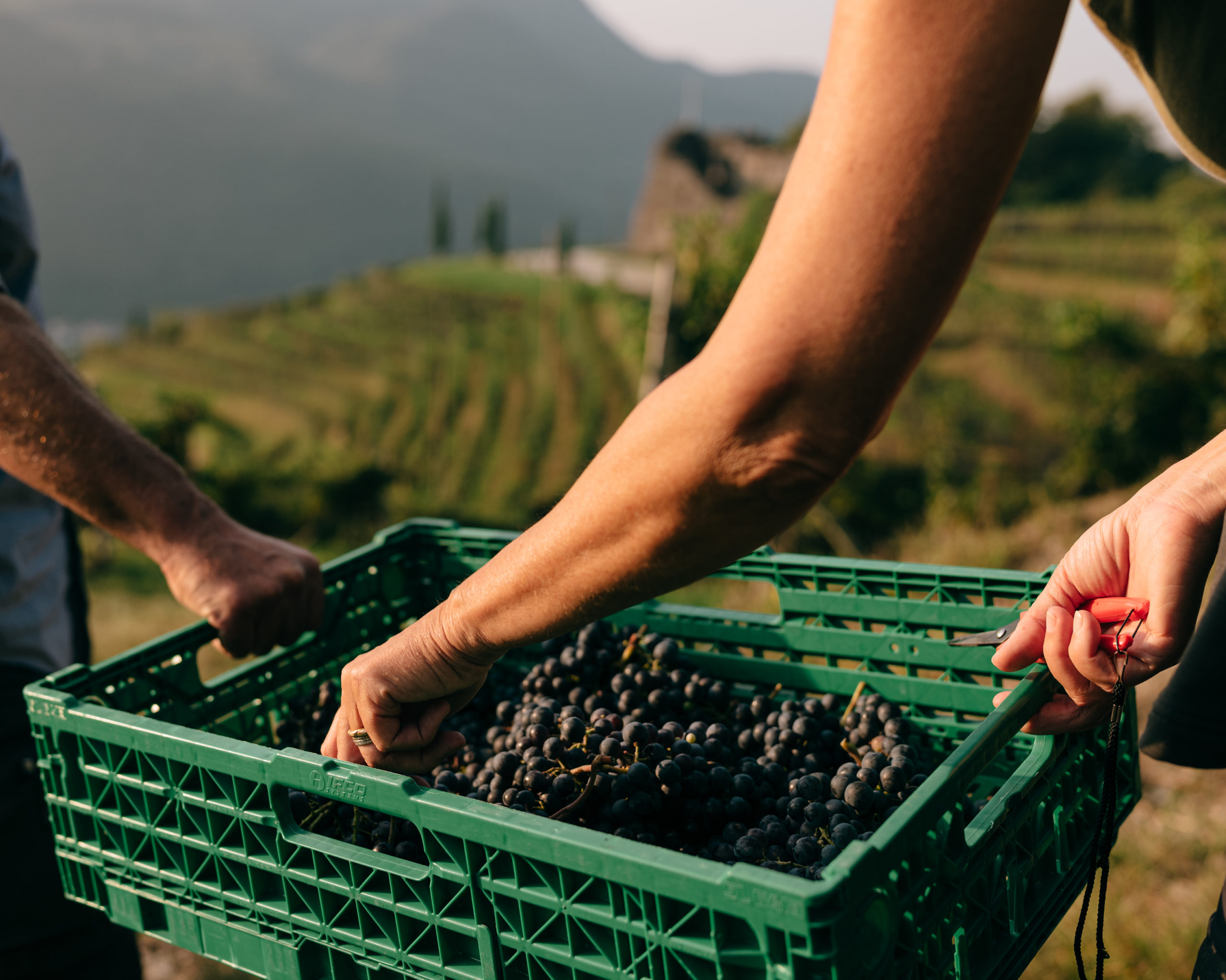 Swiss wines: Organic labels