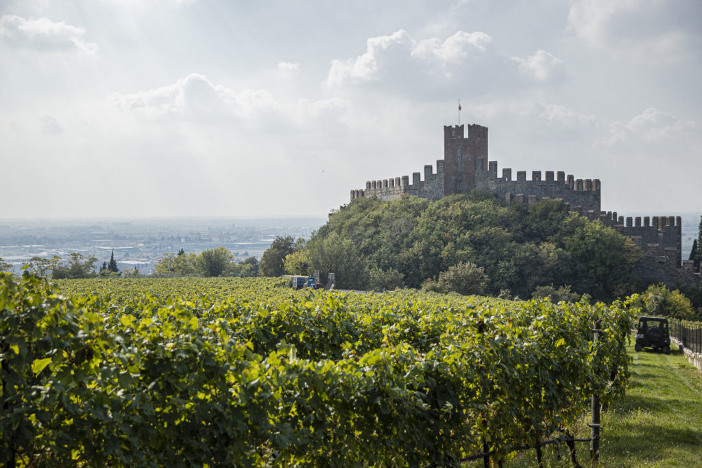 La Rocca Vineyard