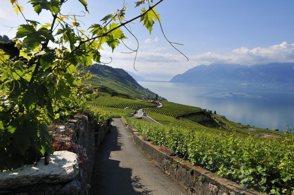 Walls in Lavaux | Testimonies of a landscape