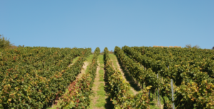 A vineyard in blistering sun