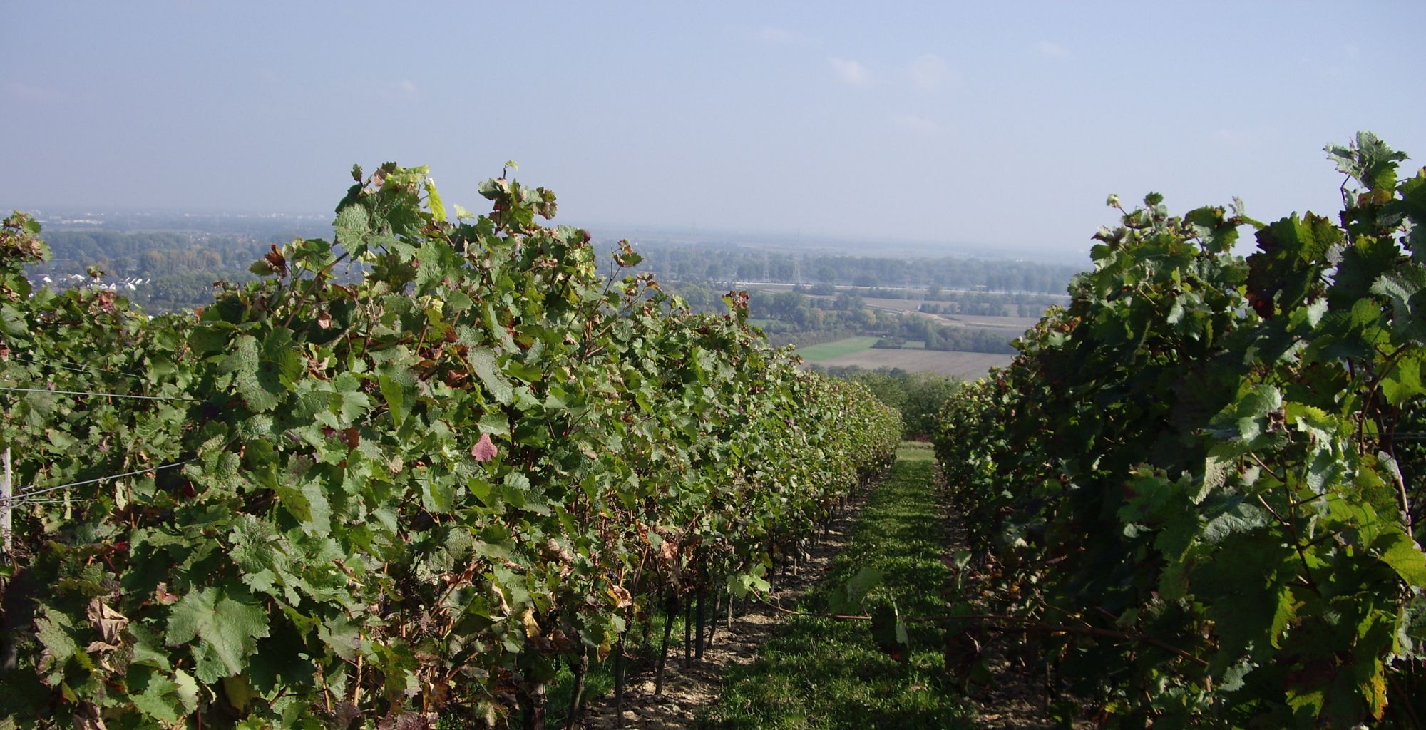 The wine stars of Rheinhessen