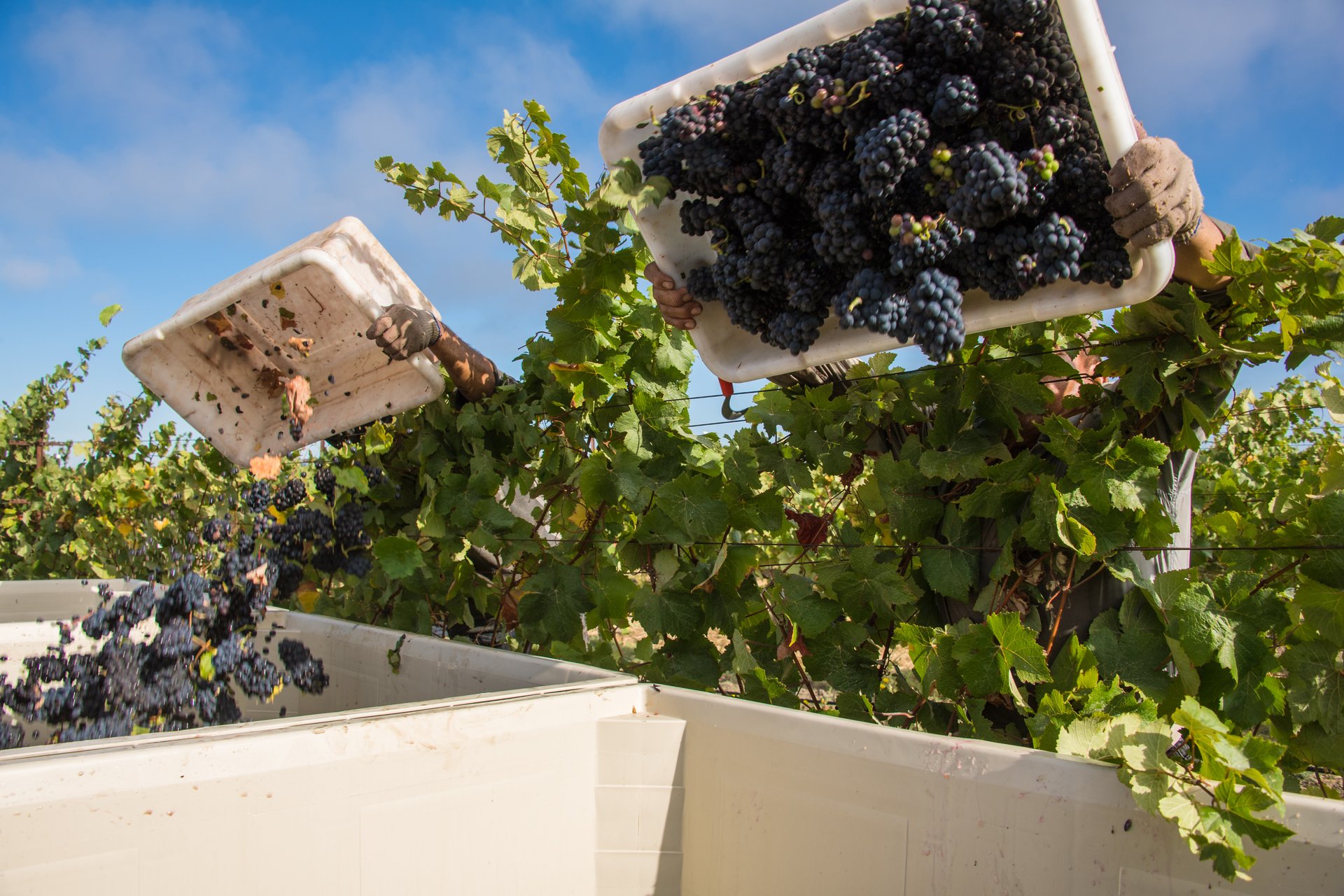 Napa Valley – the home of Cabernet Sauvignon
