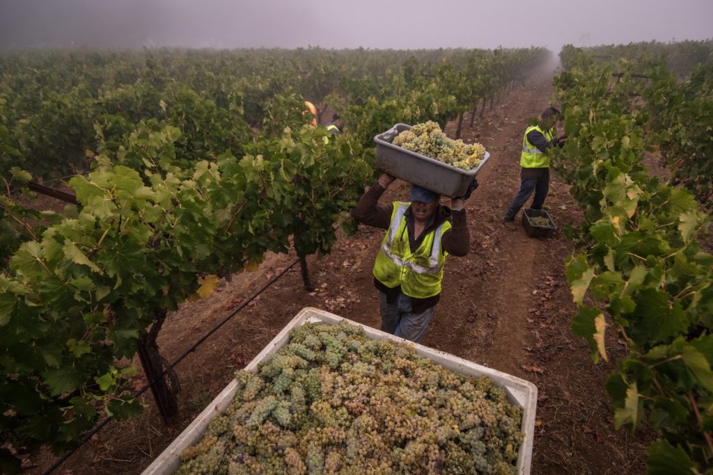 Napa Valley Harvest