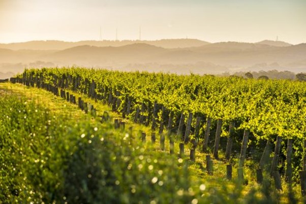 Adelaide, South Australia – Viticulture adaptation to global warming