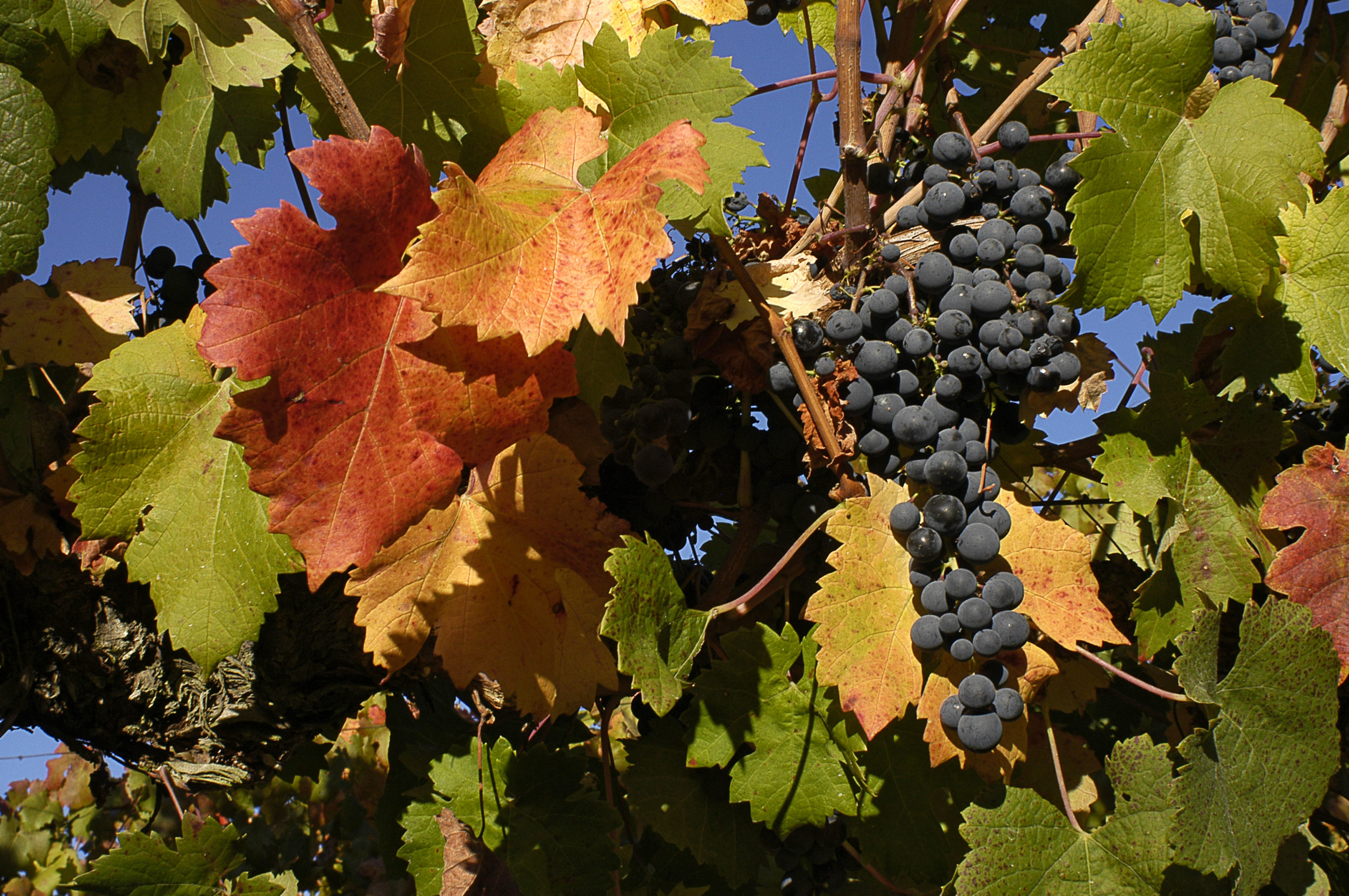 Vineyard Richness of the Casablanca Valley