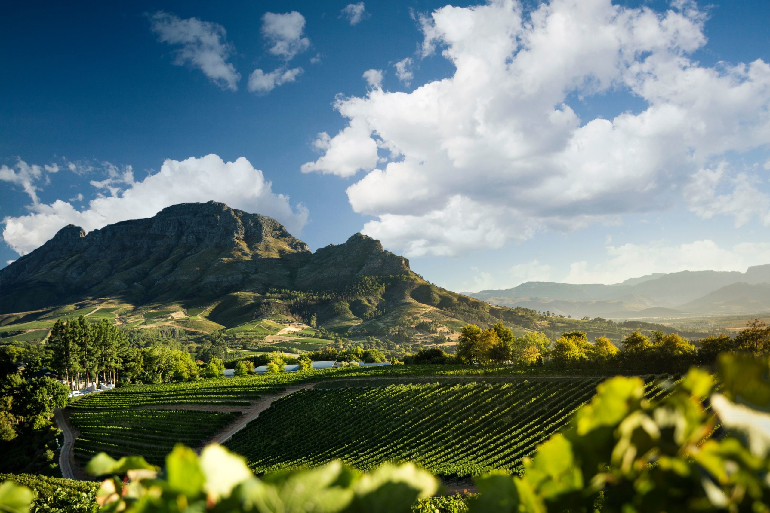 Wine Varieties found at the tip of Africa