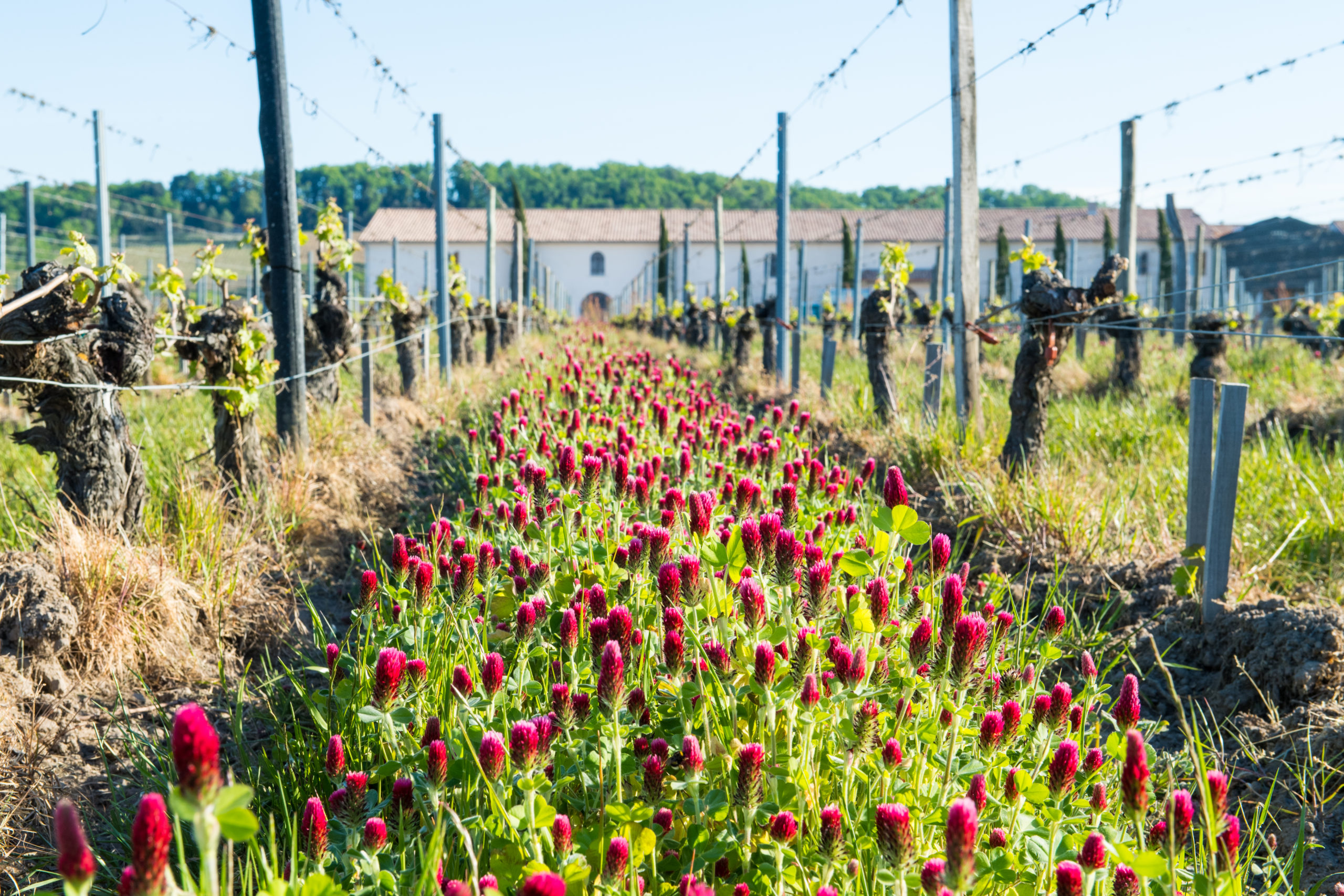 Château Fleur de Lisse: Organic and Biodynamic Winemaking at the Heart of Bordeaux