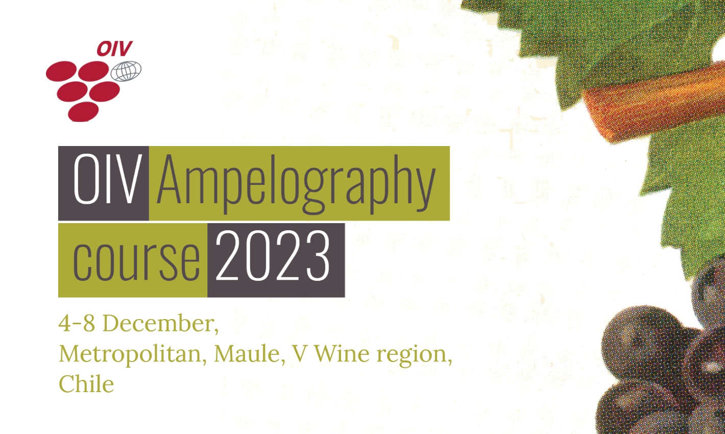 2023 OIV Ampelography course in Chile: Applications are open