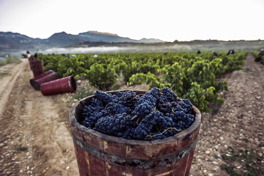 Rioja’s Iconic Art of Blending