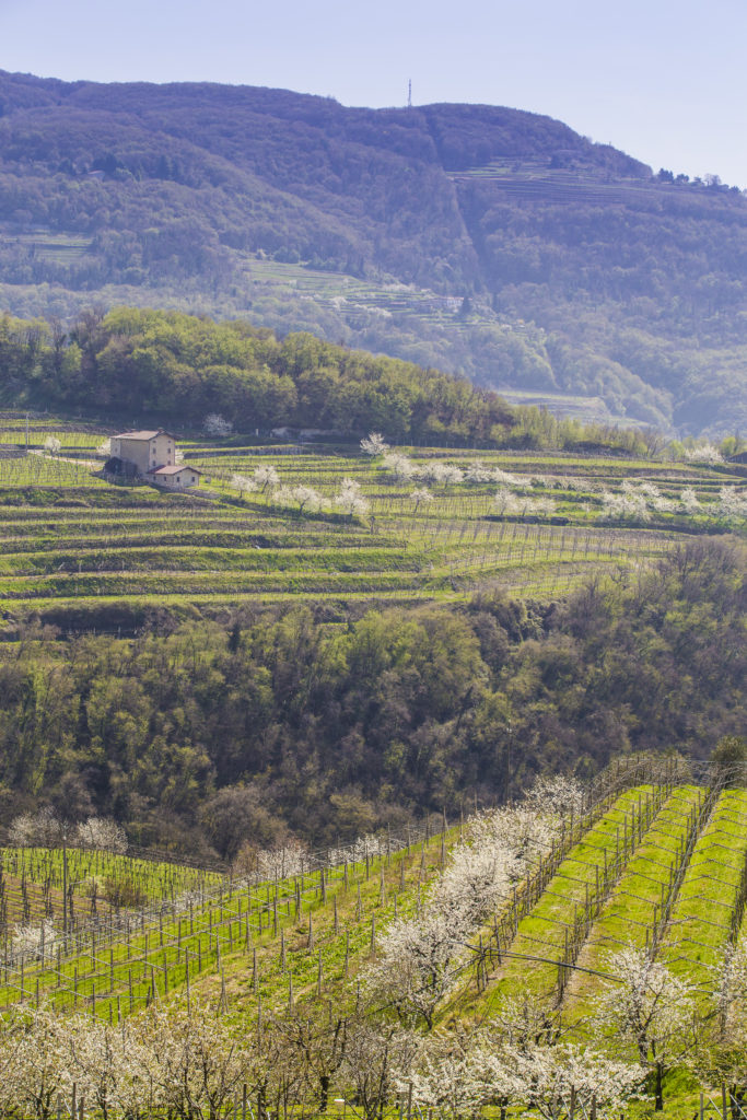 Negrar di Valpolicella (Verona)