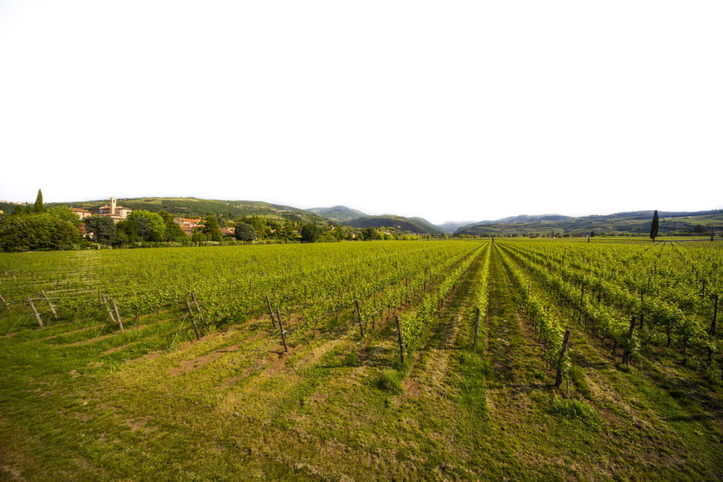 Valpolicella vineyards 2