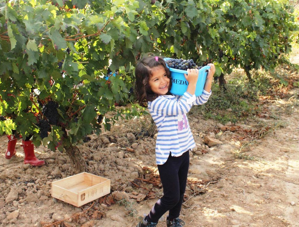 Bilbao-Rioja Bodegas Bohedal family harvest activities kids