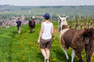 Llama tour