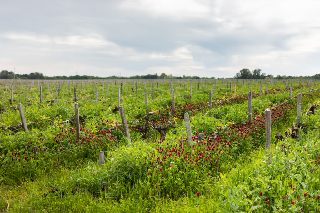 Biodynamic wine-growing Biodynamic wine-growing
