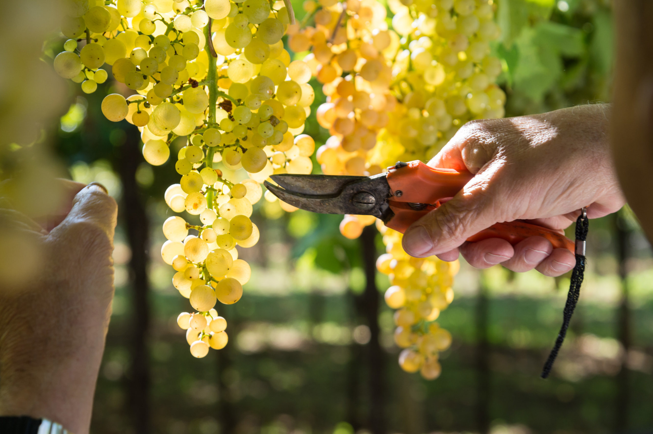 The different shapes of inclusive wine tourism in Verona