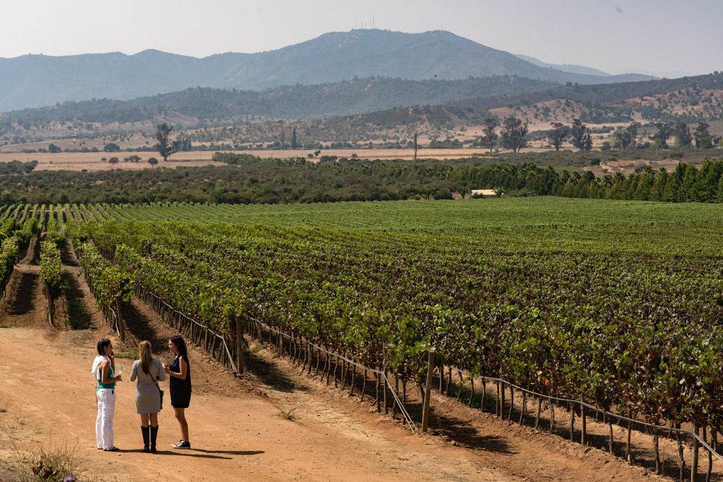 Inclusive wine tourism in Casablanca: When pleasure is generous and enough for everyone