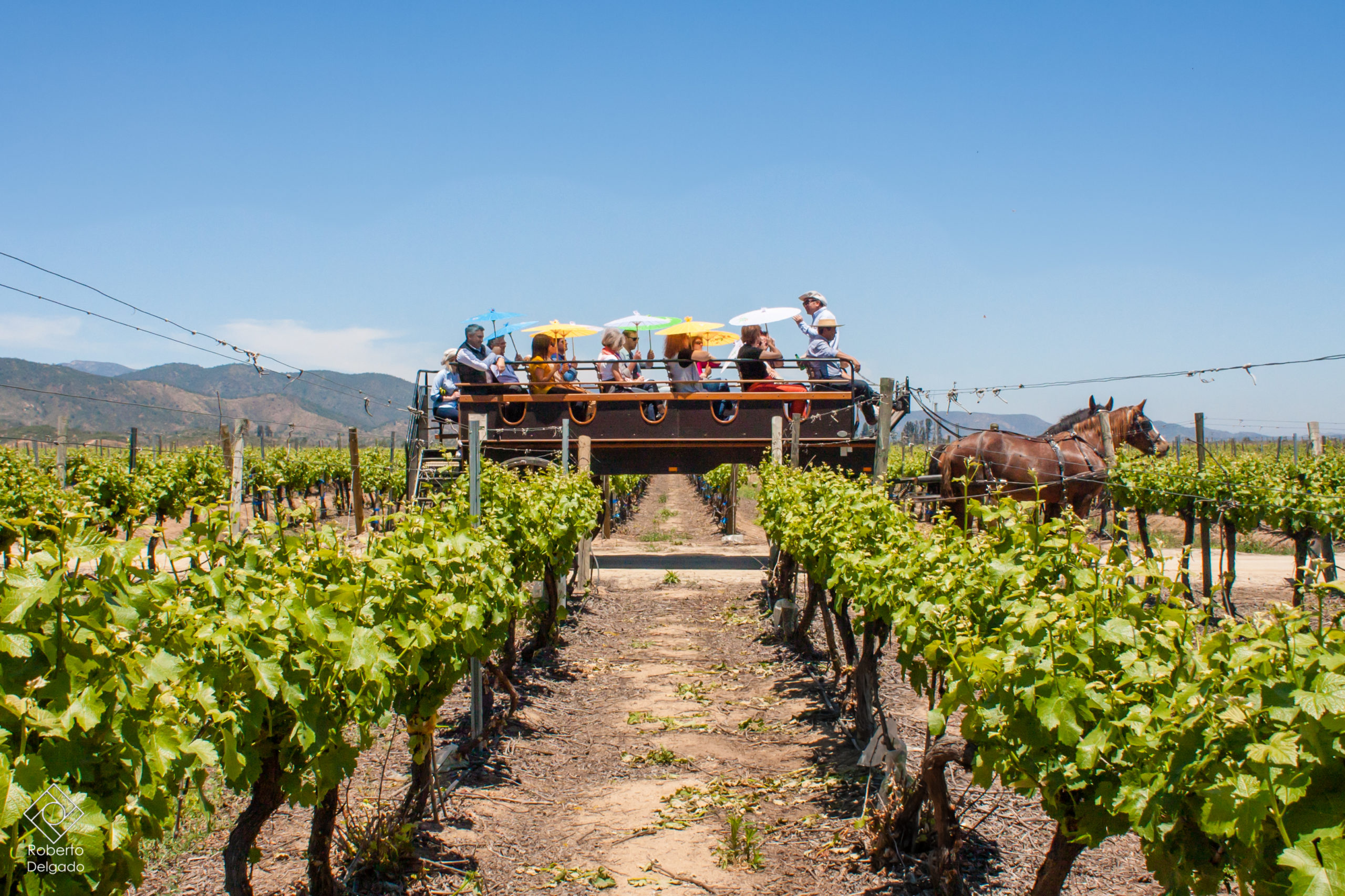 Urban Energy, Rural Roots: The Perfect Blend of Valparaíso and Casablanca Valley