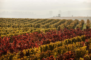 Vineyards of Rheinhessen