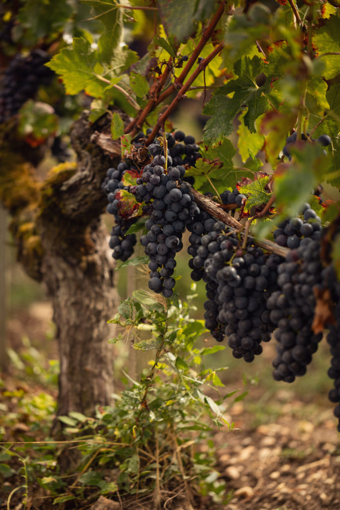 Red wine grapes Red wine grapes