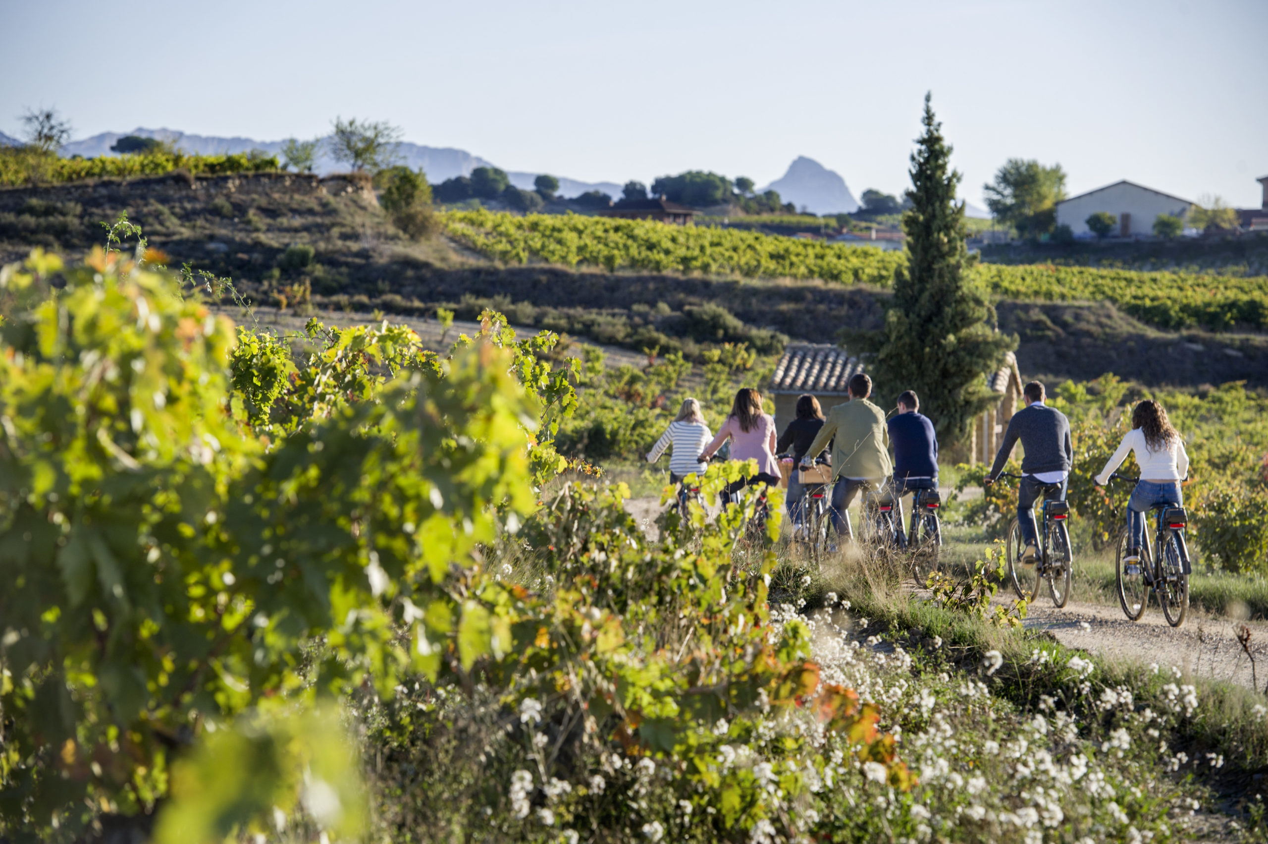 Bodegas Izadi