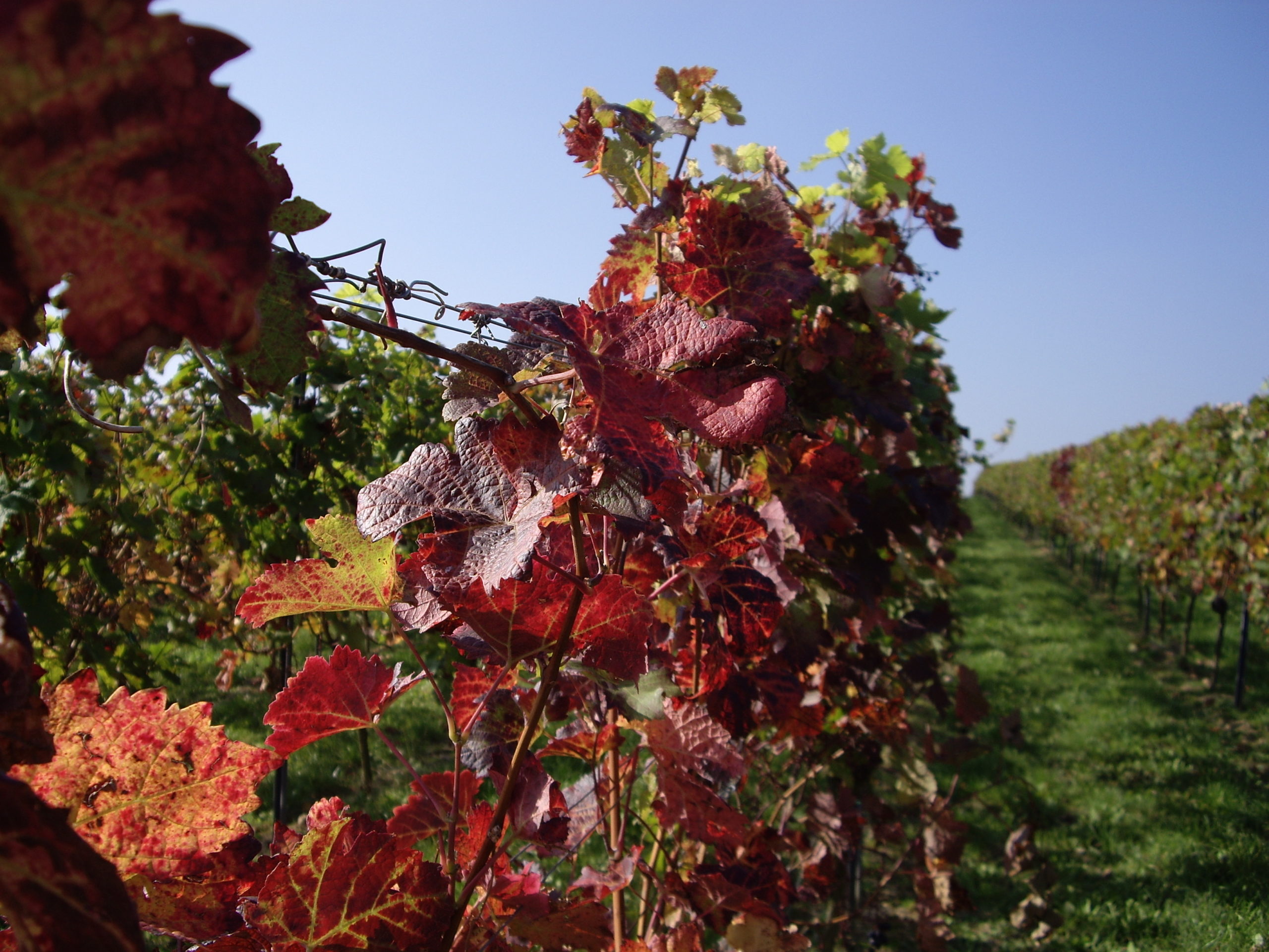 Harvest traditions in Rheinhessen – an occasion to celebrate