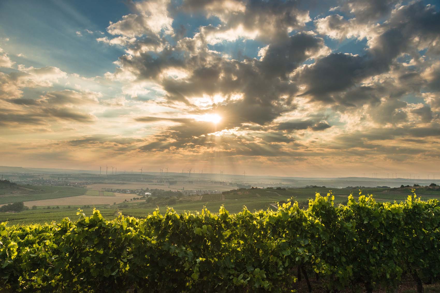 Unique experiences in Rheinhessen