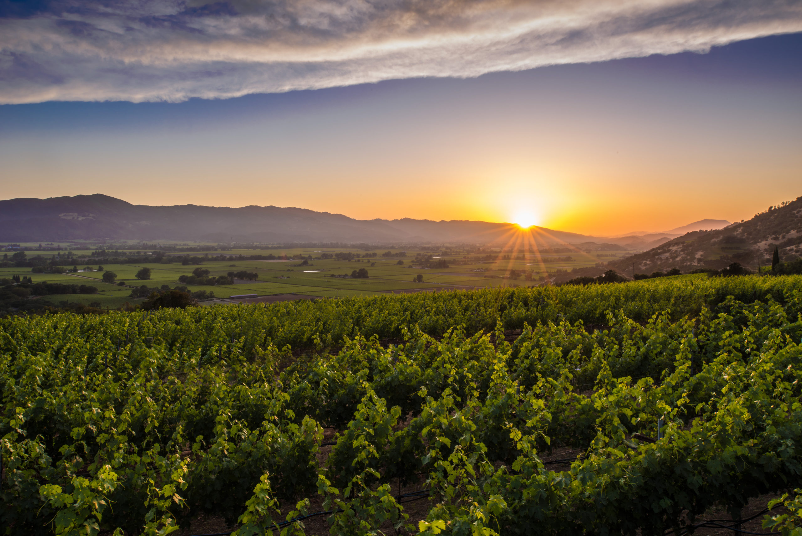 NAPA VALLEY WORLD-CLASS WINE TOURISM THEN & NOW