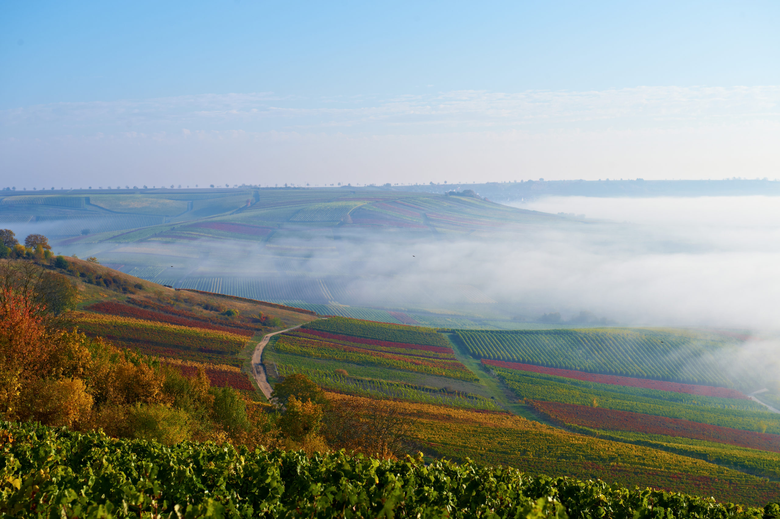 Excellence from Rheinhessen