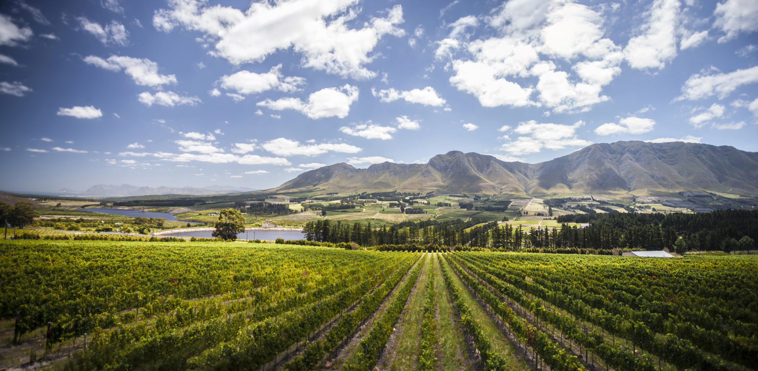 WWF Conservation Champions in Cape Town & the Cape Winelands