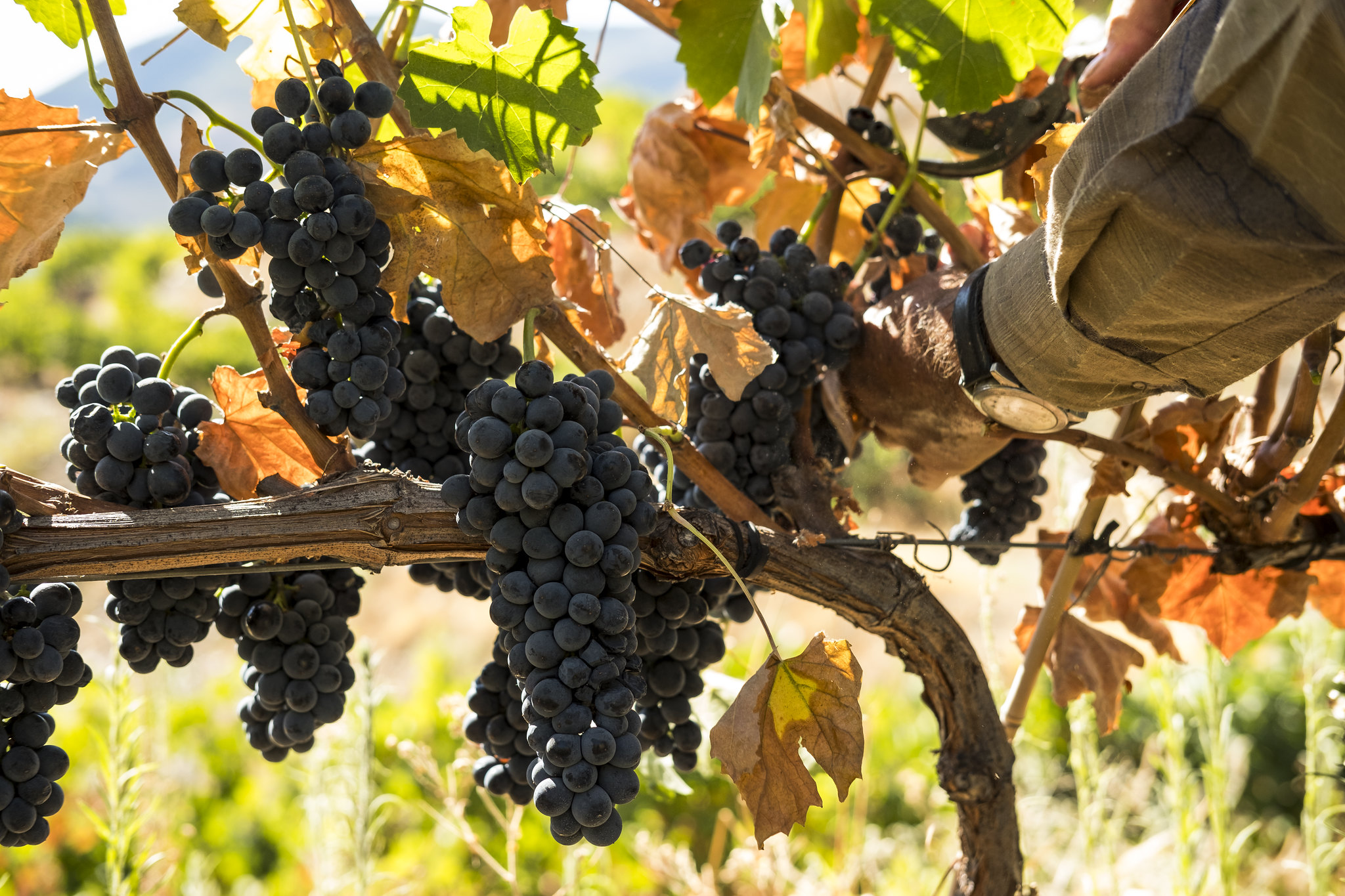 Adapting to change: new grape varieties transforming Porto, Douro and Vinhos Verdes