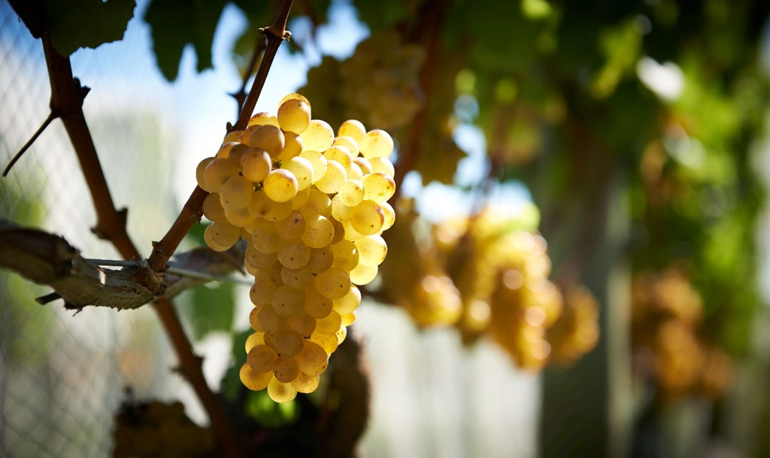 Resilient Viticulture in Hawkes Bay: Exploring New Grape Varieties for a Warmer World