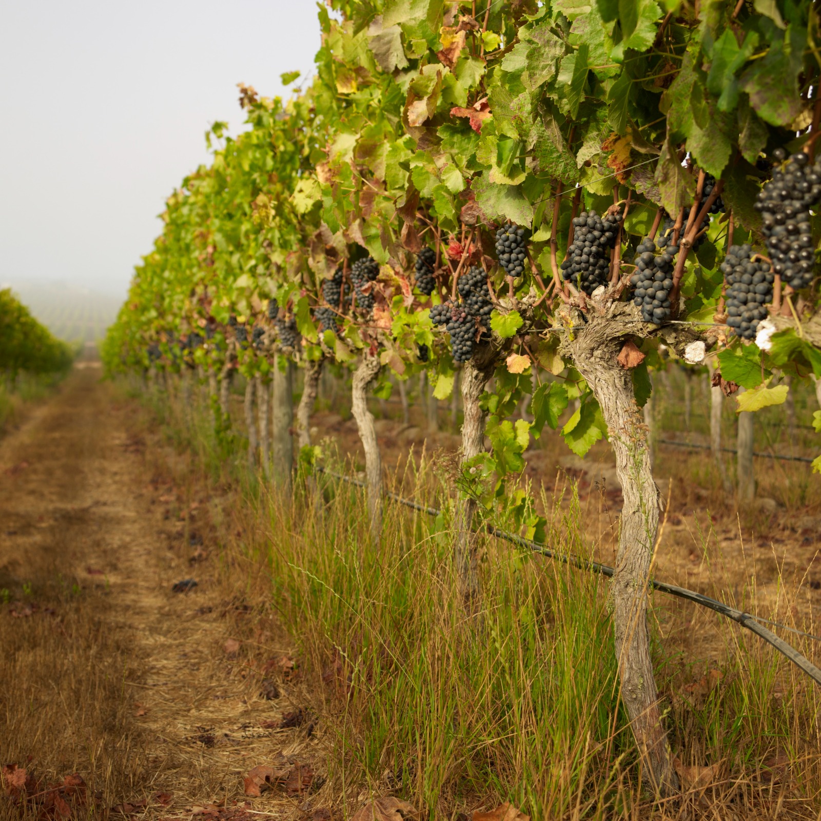 Climatic Trends Impacting the Viticultural Industry: Challenges and Opportunities in the Casablanca Valley