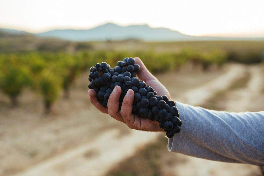 Rioja grapes