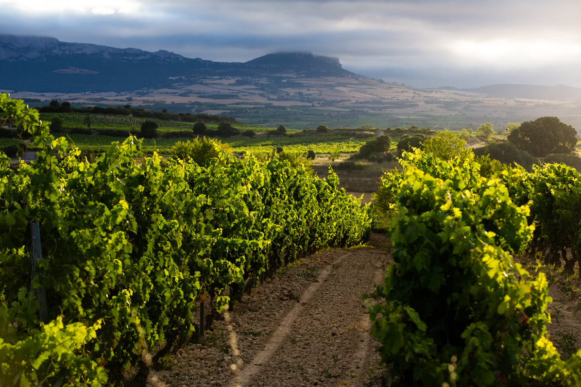 Research Guidelines for the Challenge of Climate Change in Rioja