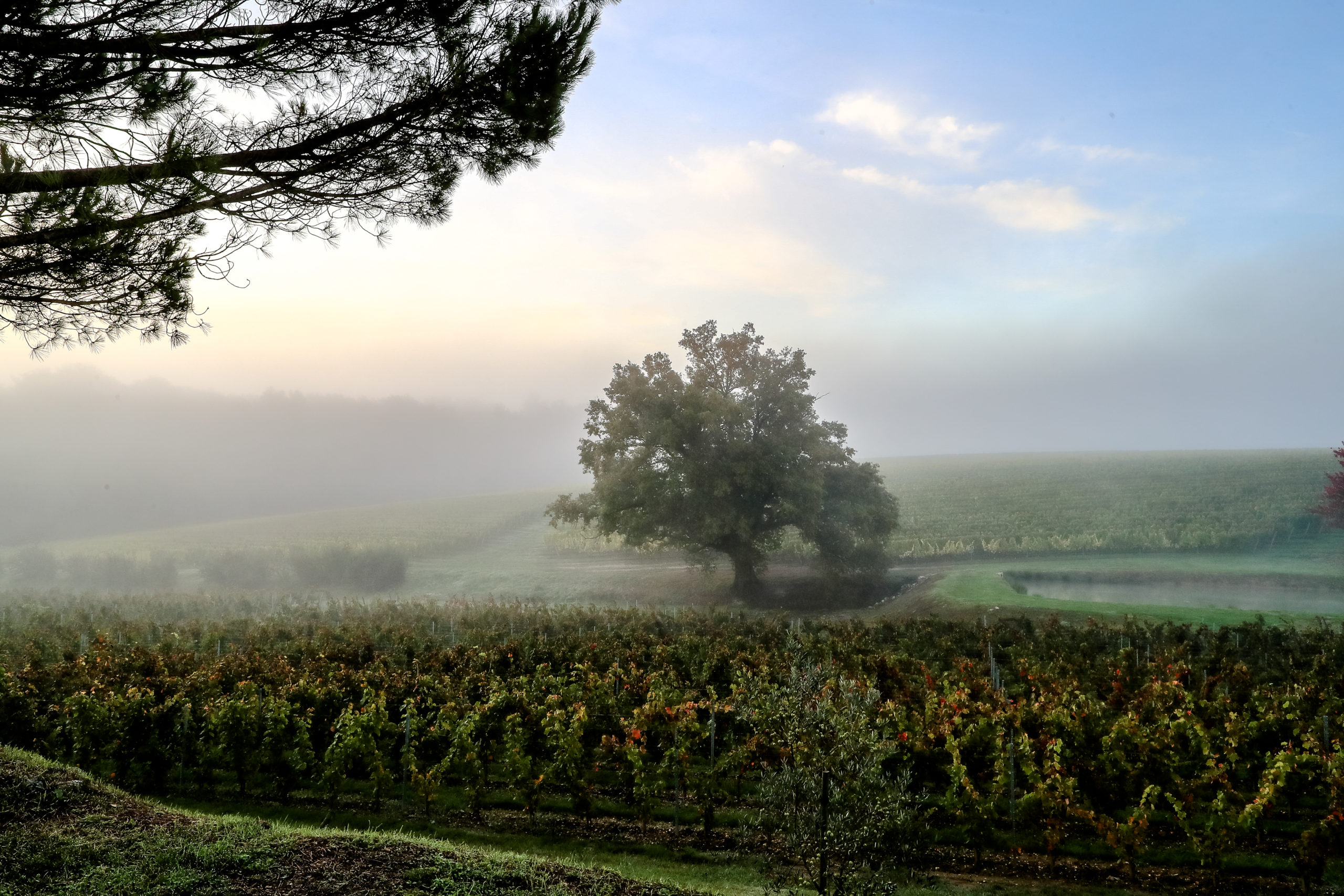 Climate change and the future of the Bordeaux blend.